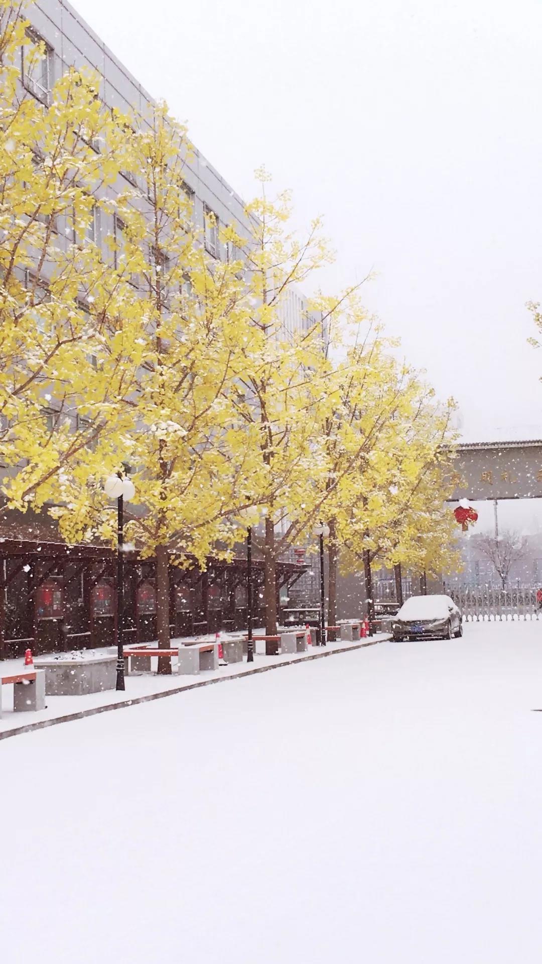 北京实验学校（海淀）雪景图片1